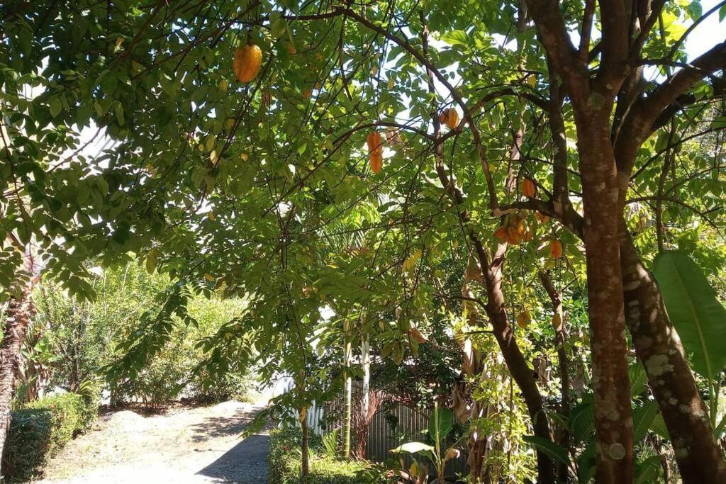 Casa Flor De Annia ~ Cozy 2 Bdrm On The River Sierpe ~ Walkable To Town Villa Kültér fotó